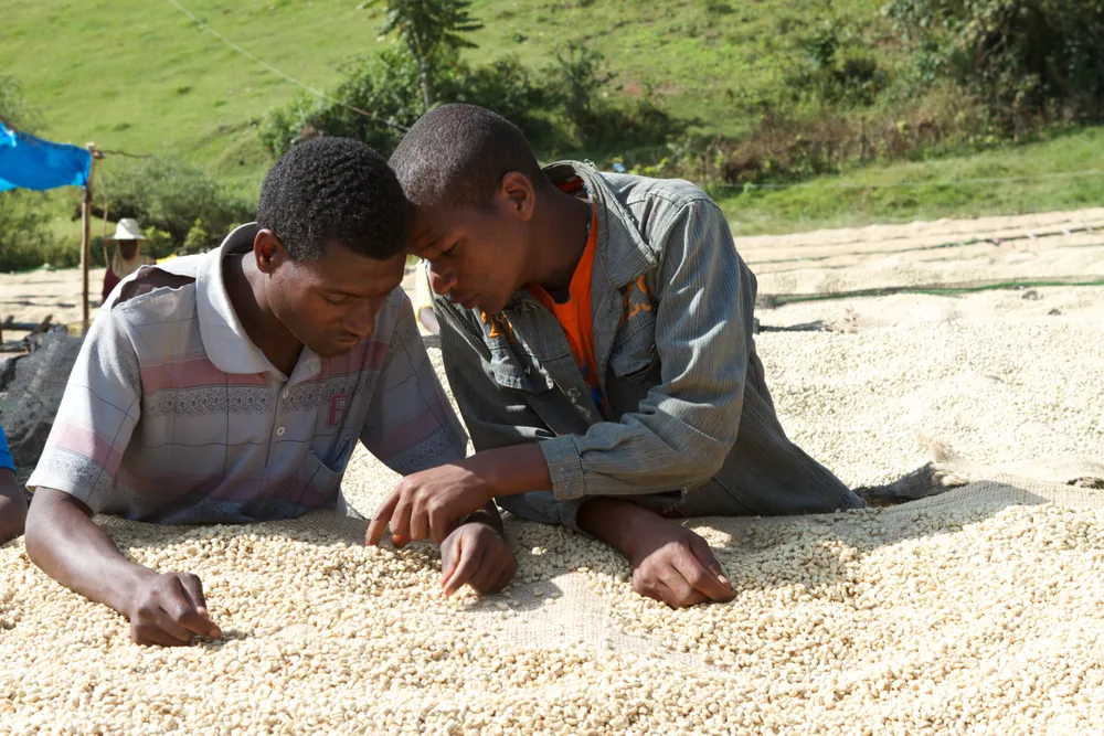 WHOLESALE - DECAF SINGLE ORIGIN