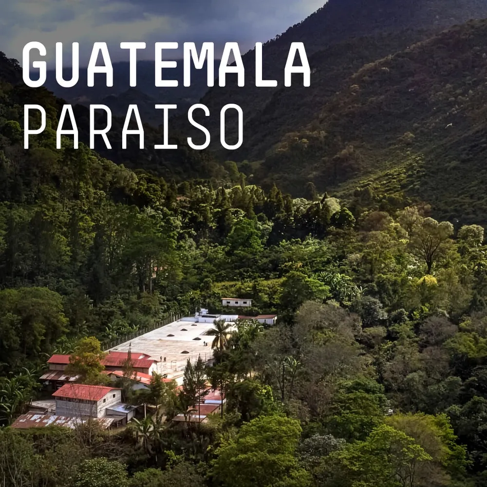 Guatemala Paraiso  - Single Origin Filter