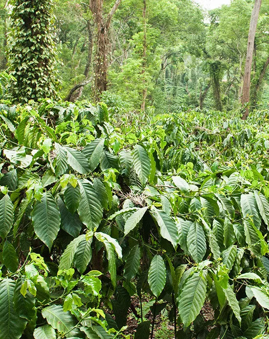 Indian Monsoon Malabar