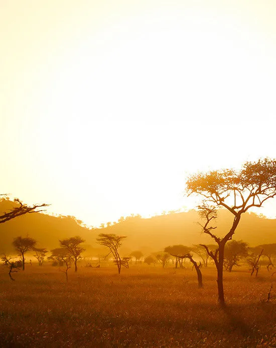 Kenya AA Tambaya