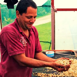 Sin Limites - Raw Green Coffee - Costa Rica
