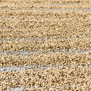 Tolima Women's - Raw Green Coffee - Colombia