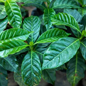 Transcend Decaf - Raw Green Coffee - Guatemala