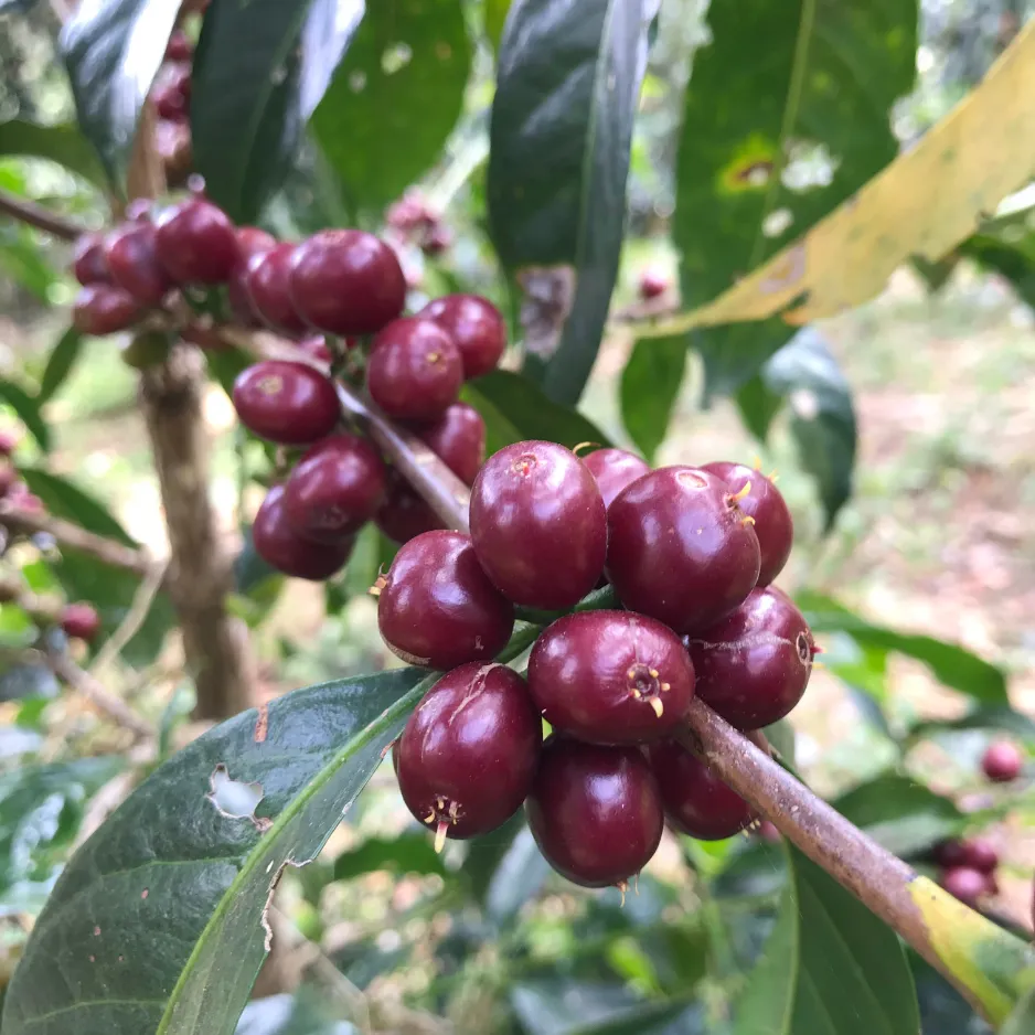 Wote Konga - Raw Green Coffee - Ethiopia